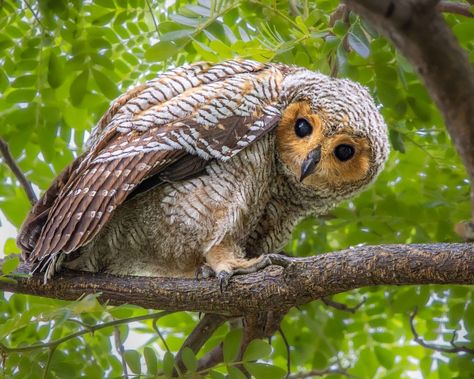 Spotted Wood-Owl - Strix seloputo - Media Search - Macaulay Library and eBird Spotted Wood Owl, Northern Saw Whet Owl, Owl Pellets, White Faced Scops Owl, Greater Sooty Owl, Spotted Owl, Western Screech Owl, Tawny Owl, Wood Owls