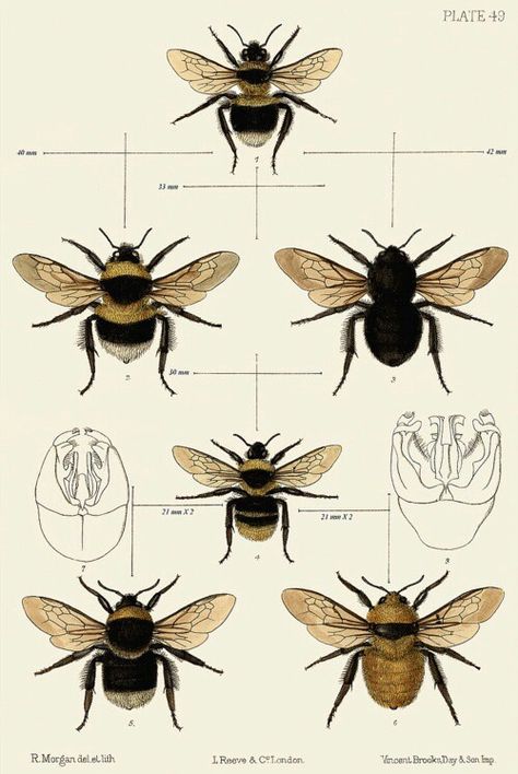 Bee diagram Bee Illustration, I Love Bees, Vintage Bee, Bee Tattoo, Bumble Bees, Bee Art, Scientific Illustration, Honey Bees, Bees Knees