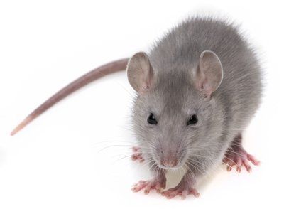 How to Get Rid of Mice and Rats - Washington Consumers' Checkbook Brown Rat, Grey Mouse, Getting Rid Of Mice, Rat Look, Newborn Kittens, English Bulldog Puppy, Black Kitten, Animal Stories, Drink Milk