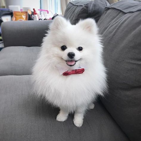 Small Dog Names, Toy Pom, Dog Pomeranian, Best Names, Dogs Pictures, Pom Dog, Cat Repellant, Pomeranian Puppies, Dream Dog