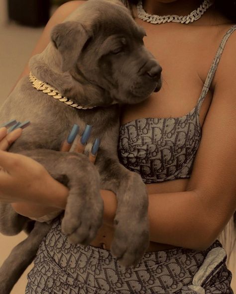 Chien Cane Corso, Cane Corso Puppies, Normani Kordei, Cane Corso Dog, Corso Dog, Dog Mommy, Dream Dog, Luxury Dog