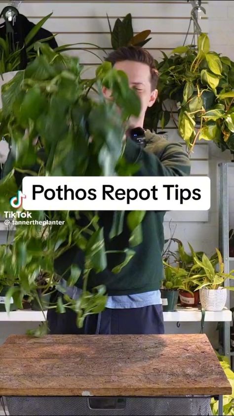 Golden Pothos Care, Pothos Plant Care, Repotting Plants, Plant Goals, Plant Mama, Golden Pothos, Plant Tips, Plant Care Houseplant, Greenhouse Plants