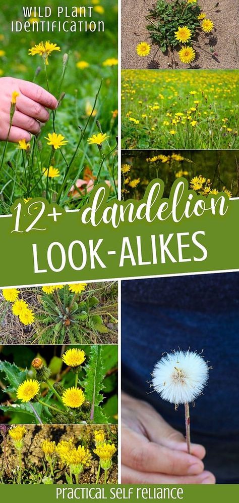 Delve into 12+ dandelion look-alikes in our wild plant identification guide. This essential information helps foragers and herbalists accurately distinguish dandelions from other common plants. Learn the importance of correct identification for effective use in dandelion recipes and understanding dandelion uses & dandelion benefits. Explore more about edible wild flowers and spring foraging edible plants at practicalselfreliance.com Winter Foraging, Dandelion Uses, Foraging For Beginners, Wild Chamomile, Foraging Mushrooms, Spring Foraging, Prairie Woman, Benefits Of Dandelion, Medicinal Weeds