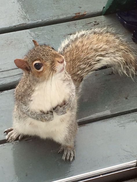 Squirrel Photos, Squirrel Home, Fat Animals, Squirrel Feeders, Squirrel Pictures, Squirrel Feeder, Animal Babies, Squirrel Funny, Flying Squirrel