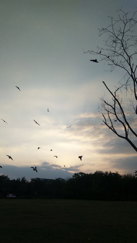 Bird In Sky Aesthetic, Pretty Birds Flying, Aesthetic Birds Flying, Birds Sky Aesthetic, Bird Flying Video, Birds Flying Aesthetic, Bird Phone Wallpaper, Flying Birds Images, Birds Flying In The Sky