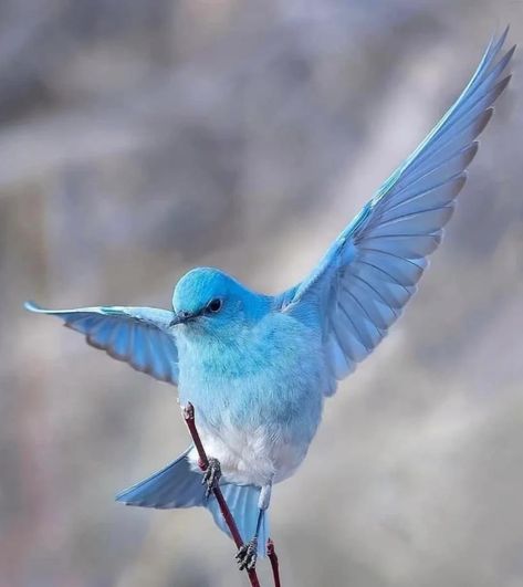 Bluebird Photo, Mountain Bluebird, Conure Parrots, What Is A Bird, Australian Shepherd Dogs, Bird Pictures, Exotic Birds, Bird Drawings, Pretty Birds