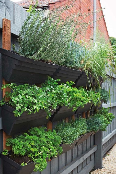 Garden Ideas Australia, City Gardening, Vege Garden, Outdoor Herb Garden, Home Grown Vegetables, Veggie Patch, Vertical Gardening, Walled Garden, Garden Inspo