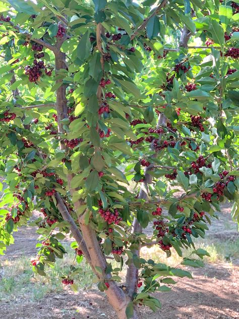 Cherry Fruit Tree, Bonsai Fruit Tree, Fruits Garden, Vertical Vegetable Gardens, Vegetable Painting, Orchard Tree, Orchard Garden, Backyard Trees, Valley Of Flowers