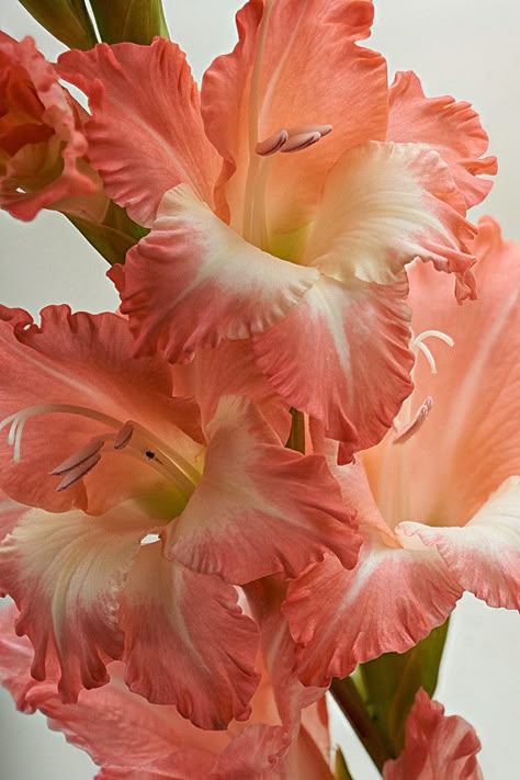 Bright Red Flowers, Color Melon, Gladiolus Flower, Quiet Elegance, Sweet Fragrance, Nothing But Flowers, Cut Flower Garden, Unusual Flowers, Summer Rain