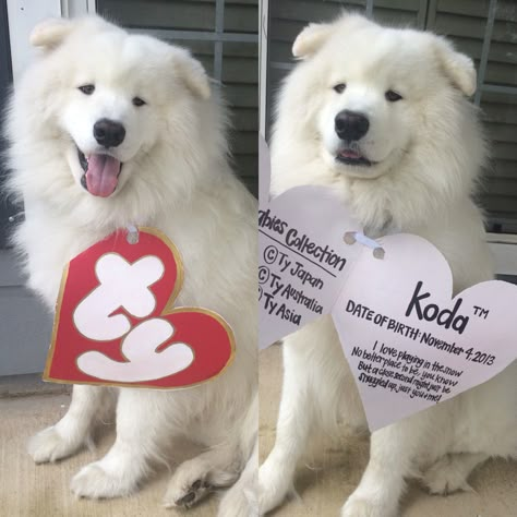 My dog @kodathesamoyed in his beanie baby costume for Halloween! Isn't he the cutest?! Beanie Baby Costumes, Punny Costumes, Punny Halloween Costumes, Baby Kostüm, Costumes Funny, Diy Dog Costumes, Pet Halloween Costumes, Animal Costumes, Dog Halloween Costumes