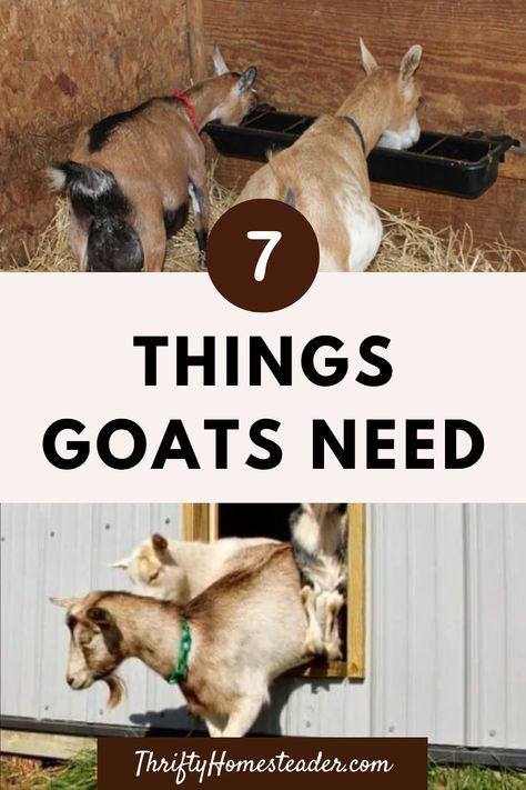 Loose goat minerals, mineral feeder, goat feed, feed pan, hay, hay feeder, and 2-gallon water bucket. These are the seven things that you will want to make sure you have if you are thinking about getting goats or planning to bring home a couple soon. Of course, there are a lot more things you can buy for your goats, but this is a good start! Goat Minerals, Goat Mineral Feeder, Goat Keeping, Goat Hay Feeder, Goat Feed, Breeding Goats, Types Of Goats, Goat Feeder, Goat Playground