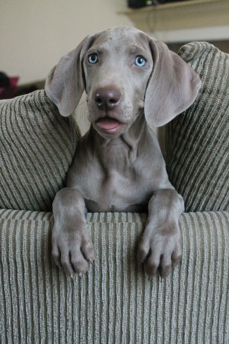 Weimaraner puppies are just terrifying… Weimaraner Funny, Blue Weimaraner, Weimaraner Puppies, Dog Magazine, Weimaraner Dogs, Dog Rules, Rhodesian Ridgeback, Modern Dog, Weimaraner