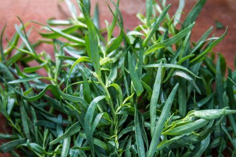 Planting, Growing and Harvesting Tarragon | HGTV Tarragon Plant, Farm Tips, French Sauces, Growing Lettuce, Types Of Herbs, Best Perennials, Garden Herbs, Herbs De Provence, Perennial Herbs