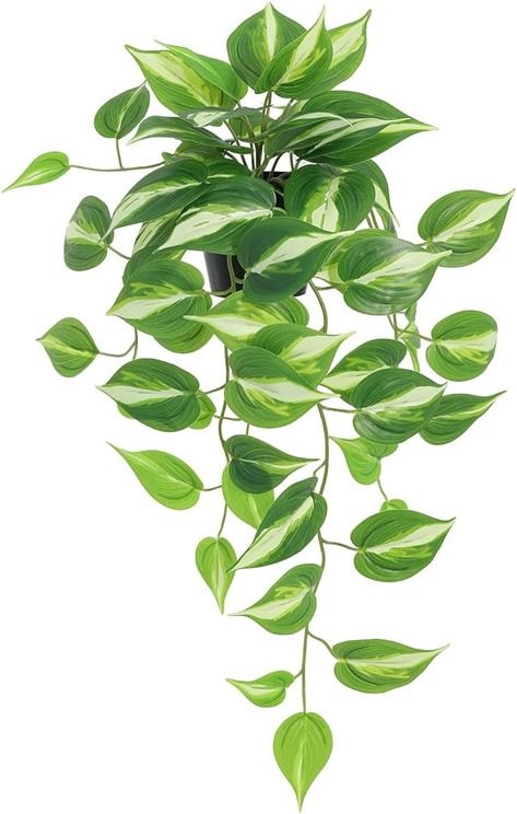 Amazon.com: LuckyGreenery Artificial Devil's Ivy Golden Pothos Fake Plant,Hanging Potted Plants for Wall Home Patio Indoor Outdoor Decor(H 26in) : Home & Kitchen Fake Plant Hanging, Marble Pothos, Indoor Ivy, Hanging Potted Plants, Patio Indoor, Devils Ivy, Indoor Plant Wall, Plant Hanging, Golden Pothos