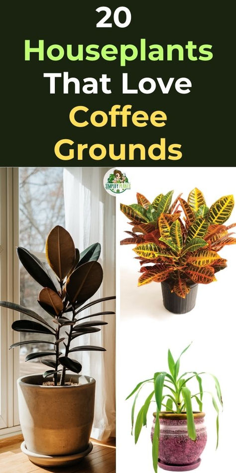 "Discover 20 amazing plants that love coffee grounds! From vibrant  houseplants to lush indoor greenery, learn how to use coffee grounds for  plants to boost growth and health. Explore which plants thrive on coffee,  including popular coffee-loving plants that can transform your indoor  garden. Perfect for plant enthusiasts looking to enhance their care  routine, this guide covers everything you need to know about coffee grounds  for plants. How To Pot Plants, Indoor Plant Care Tips, Caring For Indoor Plants, Deffienbachia Plant, Coffee In Plants, How To Use Coffee Grounds In Plants, Arranging House Plants, Plants That Like Coffee Grounds, Styling Plants Indoor