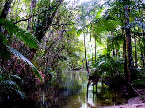 Domestic bliss: Australian destinations that feel like an overseas holiday | Travel | The Guardian Rainforest Plants, Minimal Lighting, Lavender Farm, Southern Africa, Special Places, New South Wales, Tropical Plants, International Travel, Heritage Site