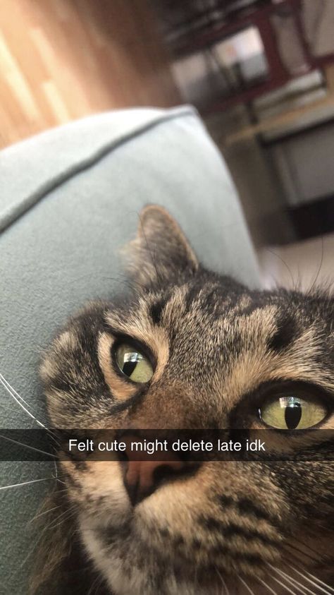 Felt cute might delete later. Feeling Cute Might Delete Later, Felt Cute Might Delete Later Funny, Feeling Cute Might Later, Today Meme, Felt Cute Might Delete Later, Feeling Cute Might, Late Meme, Random Cat, Funny Feeling