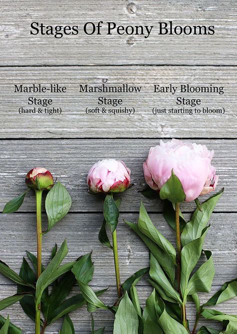 The stages of peony blooms - showing the marshmallow stage, the earliest a bud should be cut for use in a peony arrangement. How To Grow Peonies, Grow Peonies, Peony Arrangement, Planting Peonies, Growing Peonies, Flower Farming, Peonies Garden, Cut Flower Garden, Gardening Landscaping