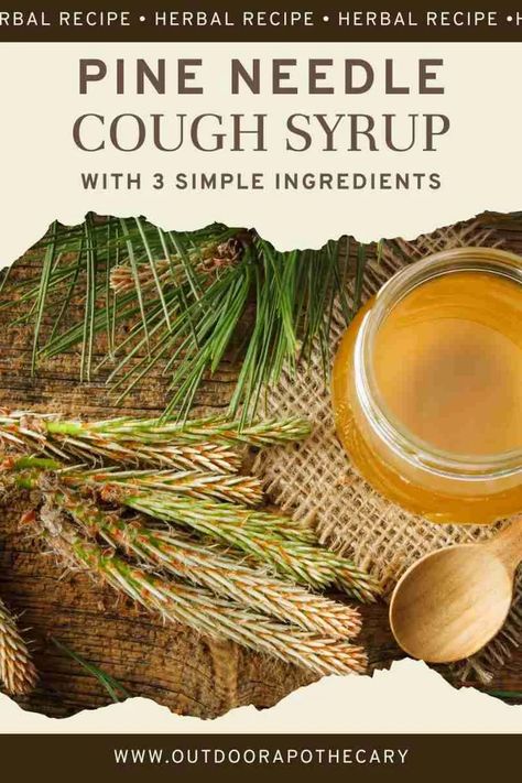 The Outdoor Apothecary Pine Tea, Ancient Remedies, Cough Suppressant, Common Knowledge, Natural Healing Remedies, Healing Remedies, Local Honey, Cold Home Remedies, Diy Remedies