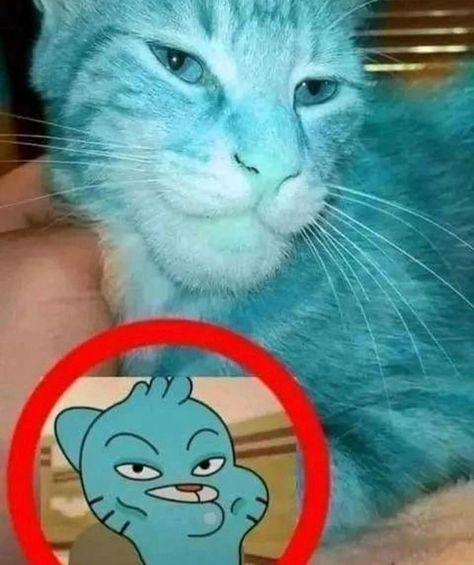 Gumball And Darwin, Amazing Gumball, Amazing World Of Gumball, Goofy Pictures, World Of Gumball, Blue Cat, 웃긴 사진, The Amazing World Of Gumball, Very Funny Pictures