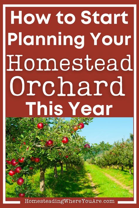 Don't wait to plan your homestead orchard. Having a backyard orchard is a great way to grow more food with less work. You plant your trees and bushes, and then they produce you food for years to come! From picking the best fruit trees to finding where to plant the trees, I show you the steps you need to take to plan an orchard. Fruit Tree Orchard Layout, Planting An Orchard, Fruit Orchard Layout, Small Orchard Layout, Orchard Layout, Homestead Orchard, Orchard Ideas, Growing Berries, Backyard Fruit Trees