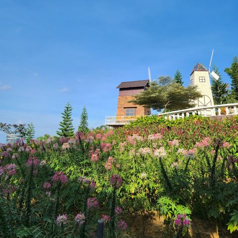 📍Sirao Garden - Cebu Must add this to your City tour in Cebu. Lalo na if you love flowers too. #siraogarden #Cebu #travelcebu #cebuphilippines #philippinetouristspot #lovethephilippines #VisitCebu #visitphilippines Sirao Flower Garden Cebu, Visit Philippines, Tourist Spots, Cebu, Love Flowers, Flower Garden, Philippines, Flowers, Travel