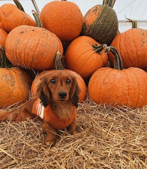 15 Funny Halloween Costumes for Dachshunds Cute Fall Animals, Fall Dog Photos, Dachshund Pumpkin, Dachshund Halloween, Fall Animals, Halloween Puppy, Halloween Dogs, Animal Photoshoot, Fall Board