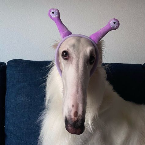 All Posts • Instagram Borzoi Dog, Funny Looking Cats, Most Beautiful Dogs, Goofy Dog, Cute Dogs Images, Silly Dogs, Creature Feature, Silly Animals, Cute Wild Animals