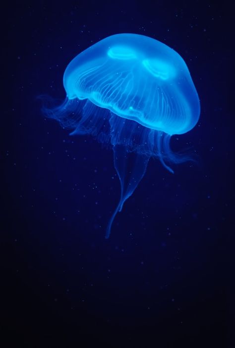 Jellyfish in a blue light over dark wate... | Premium Photo #Freepik #photo #water #light #nature #blue Photo Bleu, Blue Aesthetic Dark, Dark Water, Dark Blue Wallpaper, Blue Jellyfish, Water Aesthetic, Baby Blue Aesthetic, Light Blue Aesthetic, Blue Aesthetic Pastel