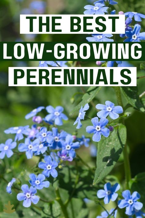 The Best Low-Growing Perennial Flowers Low Growing Perennials, Chaos Gardening, Perennial Border Plants, Border Gardens, Blooming Perennials, Perennial Garden Plans, Long Blooming Perennials, Edging Plants, Yard Flowers