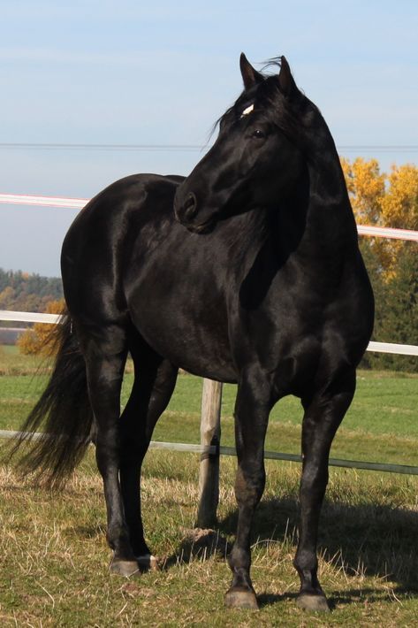 Black Horse Pictures, Funny Horse Pictures, Horse Inspiration, Mustang Horse, Black Stallion, Horse Boarding, American Quarter Horse, Horse Aesthetic, Black Horses