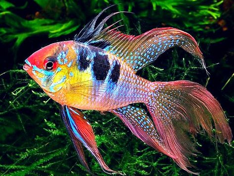 Tropical Fish Pictures, Beautiful Tropical Fish, Fish Gallery, Sea Creatures Art, Fish Tank Design, Tropical Freshwater Fish, Pretty Fish, Fish Artwork, Tropical Aquarium