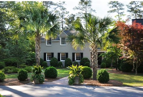 The Perfect Palm - Columbia Metropolitan Magazine Sabal Palm Landscaping, Palm Landscaping, Foundation Landscaping, Pygmy Date Palm, European Fan Palm, Sabal Palm, Fishtail Palm, Outside Planters, Sago Palm