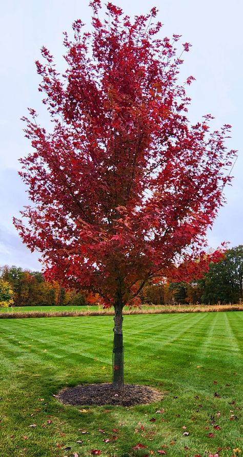 Fast growing shade trees for small yards full sun Trees For Small Yards, Rising Sun Redbud, Small Landscape Trees, Green Ash Tree, Best Shade Trees, Fast Growing Flowers, Acer Trees, Silver Maple Tree, Fast Growing Shade Trees