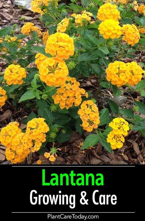 The lantana plant, a bright, sun-loving plant producing flowers in abundance and rewarding you with lots of color. Mastering lantana care is not difficult. Made to order for any bright patio with lots of sun. Lantana's are basically tropical plants requiring lots of warmth. Lantana Bush, Bright Patio, Yellow Lantana, Lantana Flower, Lantana Plant, Hydrangea Care, Sun Loving Plants, Backyard Plants, Colorful Confetti