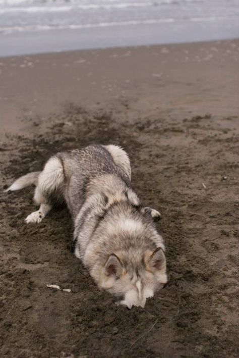 beach fun! Animal Noses, Moon Moon, Siberian Huskies, Blue Heeler, A Wolf, Animal Love, Siberian Husky, Love Animals, 귀여운 동물