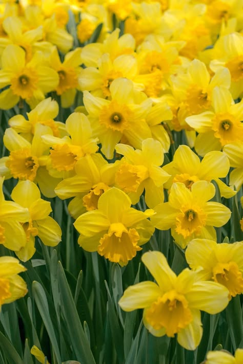 Flower Time Lapse, Daffodil Photography, Daffodil Wall Art, Narcissus Flowers, Daffodil Bouquet, Daffodil Flowers, Yellow Petals, Beginners Gardening, Flower Blooming