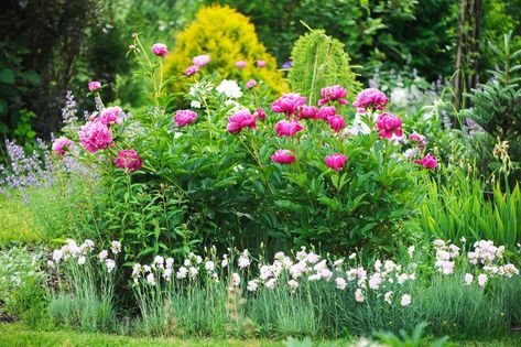 Gardening Pros Have Named These Favorites the Flower and Plant of the Year Outside Living Spaces, Peony Farm, Peony Care, Vegetable Ideas, Cheap Plants, Planting Peonies, Growing Peonies, Outside Plants, Front Yard Landscape