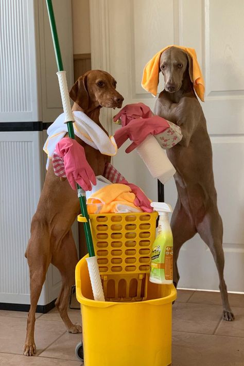 Missouri Dog Trainer's 3 'Eager' Canines Try to Complete Household Chores for Their Pet Parent Pet Branding, Adulting 101, Dogs At Home, Love And Loyalty, Dog Cleaning, Loyal Dogs, Health Dinner, People And Animals, Puppy Play