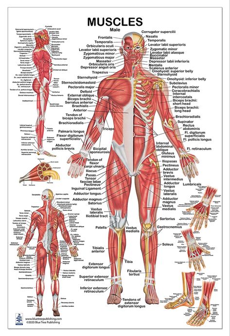 Body Muscles Names, Muscle Names, Body Muscle Anatomy, Human Muscular System, Muscular System Anatomy, Human Skeleton Anatomy, Human Muscle Anatomy, Human Body Organs, Medical School Life