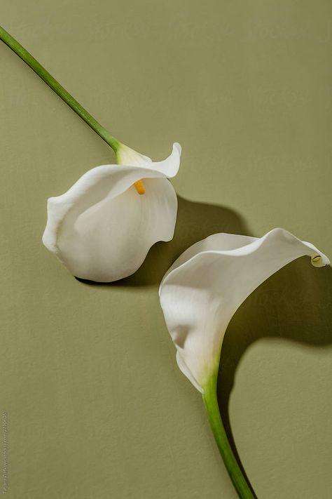 Lily Wallpaper, Calla Lily Flowers, Lily Garden, Mood Colors, Flower Therapy, Bouquet Design, Fashion Wallpaper, Flower Logo, Minimalist Painting