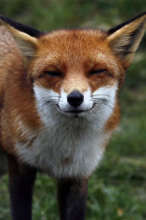 red fox smiling Female Fox, Fabulous Fox, Red Foxes, Vulpes Vulpes, What Does The Fox Say, Fantastic Mr Fox, Pet Fox, Mr Fox, Super Cute Animals