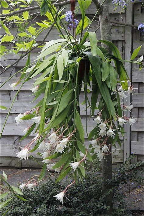 Epiphyllum Pumilum, Air Plant Decor, Wijaya Kusuma, Night Blooming Flowers, Air Plants Decor, Orchid Cactus, Plant Aesthetic, Cactus Succulents, Cactus Garden