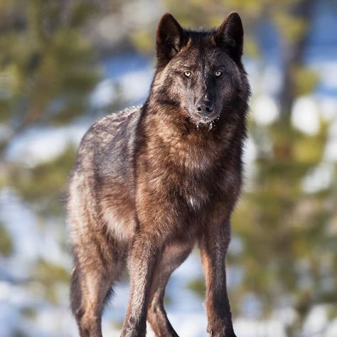 The Daily Wolf 🐺 on Instagram: “The Interior Alaskan wolf, or Yukon wolf, is the largest grey wolf subspecies in North America.  This wolf is typically dark in coloration,…” Yukon Wolf, Brown Wolf, Wolf Poses, Black Wolves, Cry Wolf, Wolf World, Wolf Husky, Wolf Images, Wolf Stuff