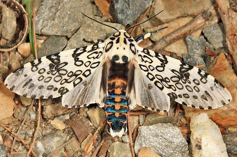 Animal Crossing Tattoo, Giant Leopard Moth, Leopard Moth, Pretty Bugs, Colorful Moths, Cute Moth, Moth Art, Cool Bugs, Insect Collection