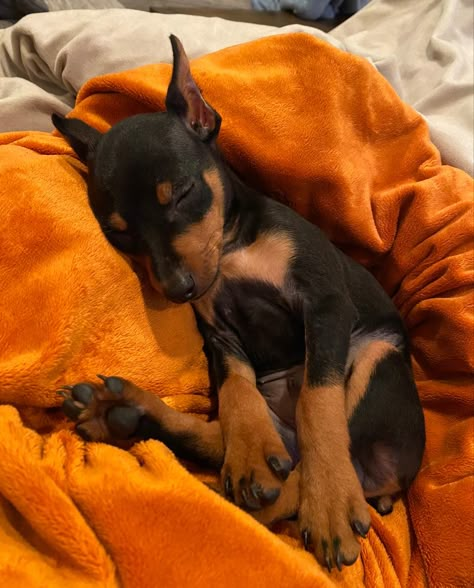 Sleeping Min Pin puppy Dobermans Aesthetic, Aesthetic Doberman, Mini Doberman, Miniature Pinscher Puppy, Dogs Doberman, Black Doberman, Doberman Pinscher Puppy, Aesthetic Dogs, Dogs Aesthetic