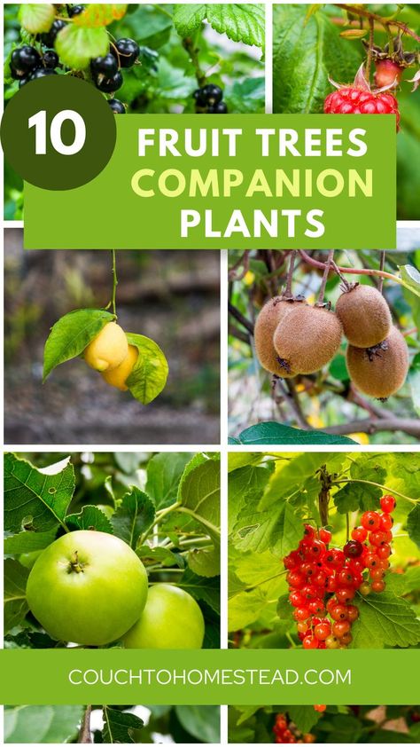 Fruit Tree Fruit Trees Garden Design, Plant Pairings, Tree Orchard, Planting Chart, Garden Fruit Trees, Potted Fruit Trees, Best Companion Plants, Companion Planting Guide, Companion Planting Chart