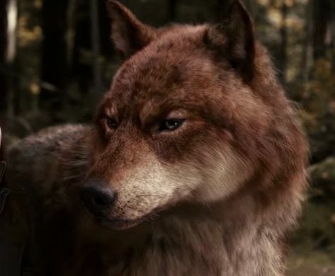 Jacob Wolf Twilight, Twilight Werewolf Aesthetic, Red Wolf Aesthetic, Twilight Werewolves, Jacob Black Wolf, Big Wolves, Jacob Wolf, Wolf Twilight, Twilight Wolves