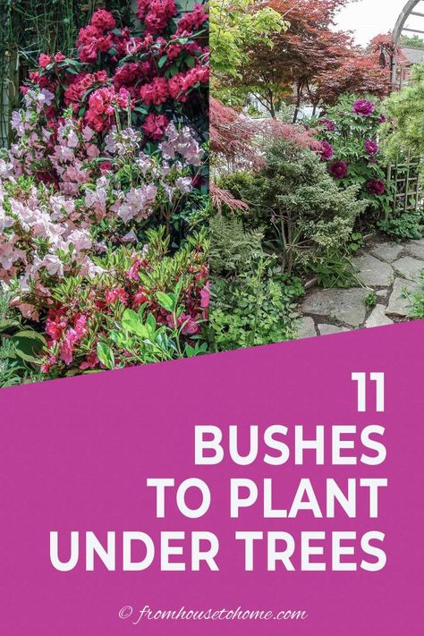 Shade Bushes, Best Shrubs For Shade, Shrubs For Shade, Evergreens For Shade, Shady Plants, Michigan Garden, Shade Loving Shrubs, Plants Under Trees, Shade Loving Plants