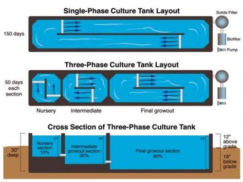 Culture of Penaeus vannamei in Single-Phase & Three-Phase Recirculatin Aquaculture Fish, Aqua Farm, Shrimp Farming, Aquaponics Fish, Aquaponics Diy, Aqua Culture, Aquaponic Gardening, Water Movement, Nature Aquarium